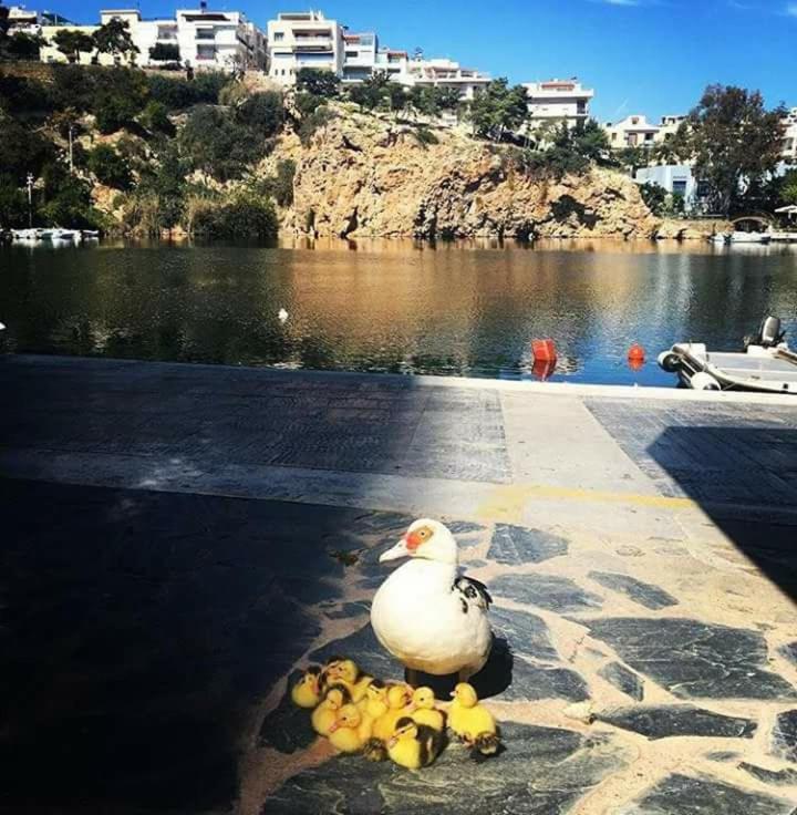Naiades Marina Hotel (Adults Only) آغيوس نيكولاوس المظهر الخارجي الصورة